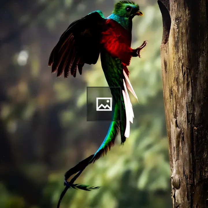 Quetzal in Flight