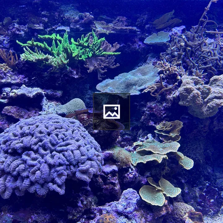 Coral in Burgers' Zoo Aquarium