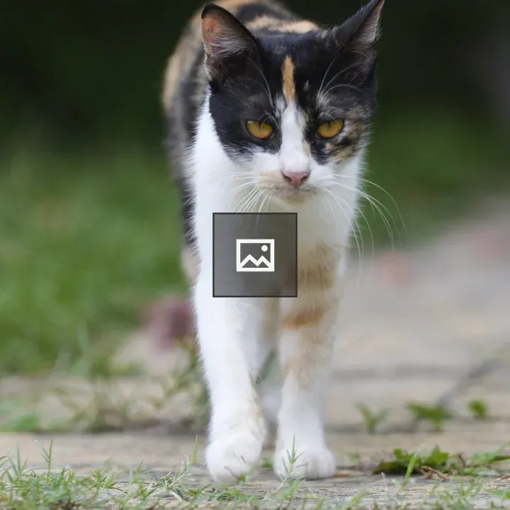 Walking cat