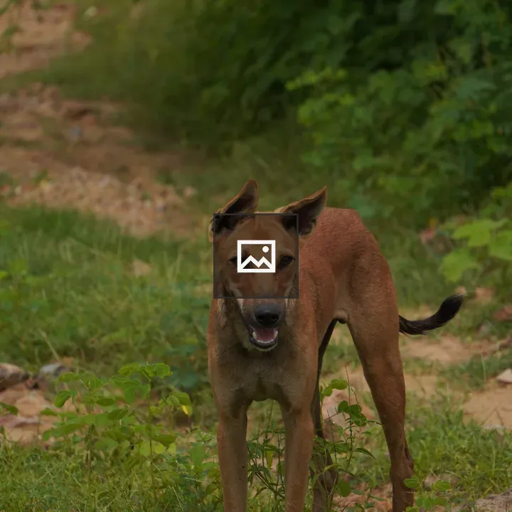 Brown dog in grassy area