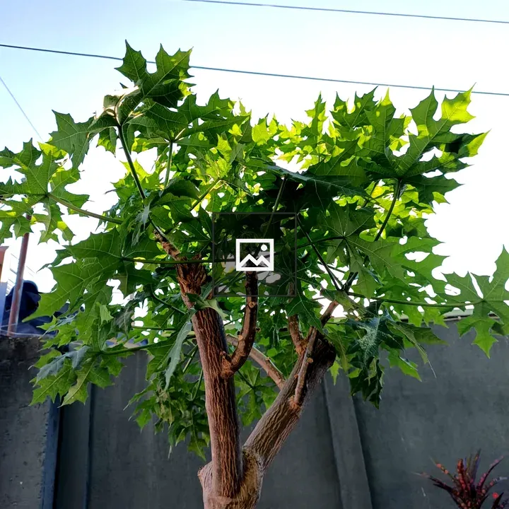Chicasquil Tree Close-Up