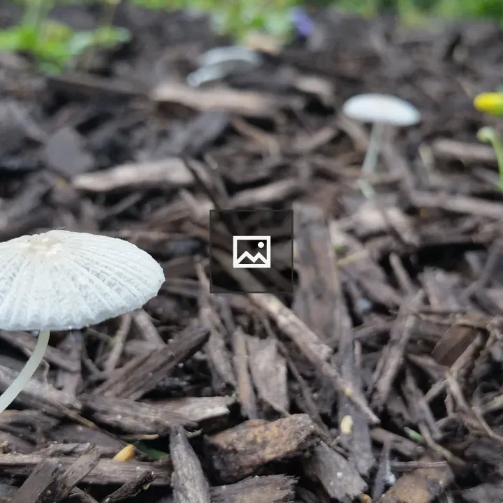 Fully spread mushroom