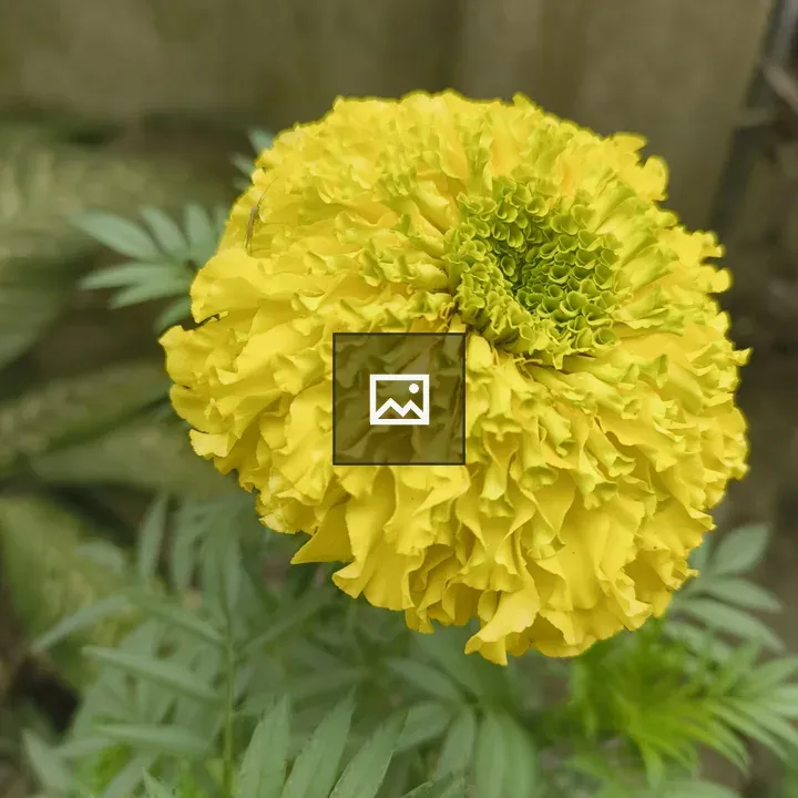 Yellow marigold close-up