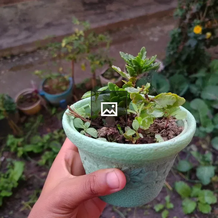 Hand Holding Green Pot with Plants