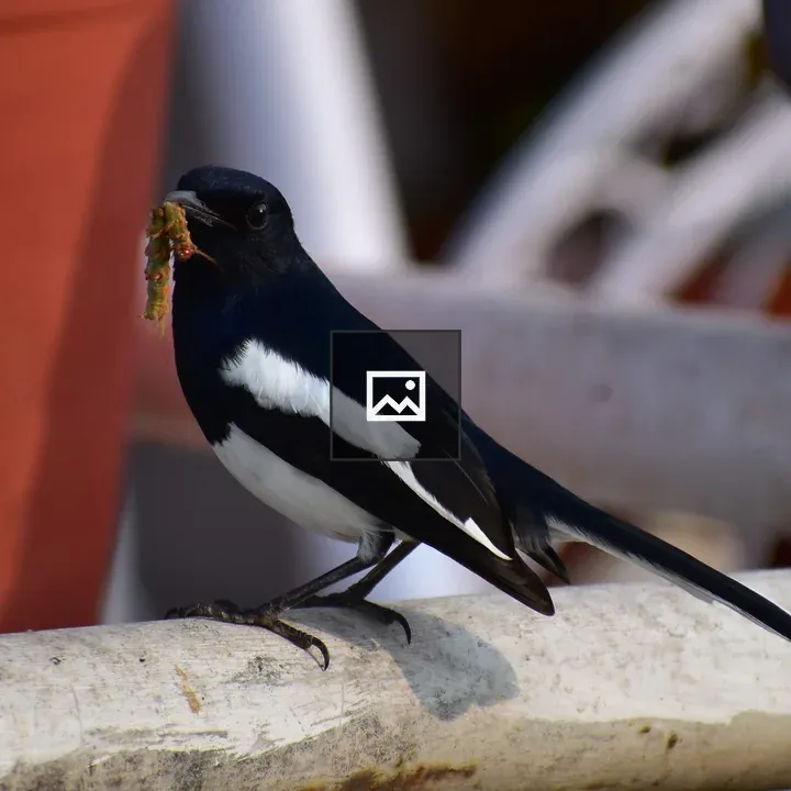 Oriental Magpie Robin in Action