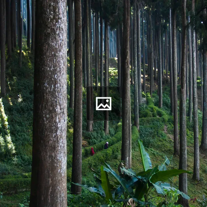 Uphill Forest with Tall Trees