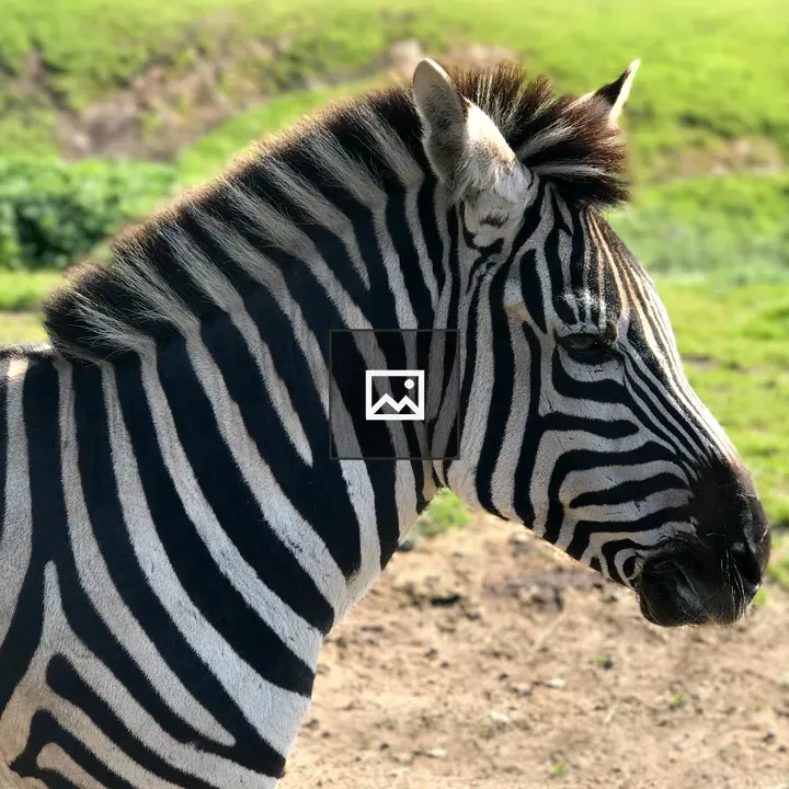 Zebra portrait in grassland