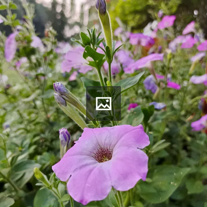 Vibrant purple petunia flowers