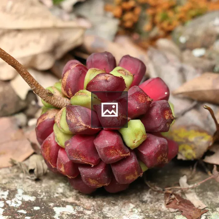 Seed pods on trail