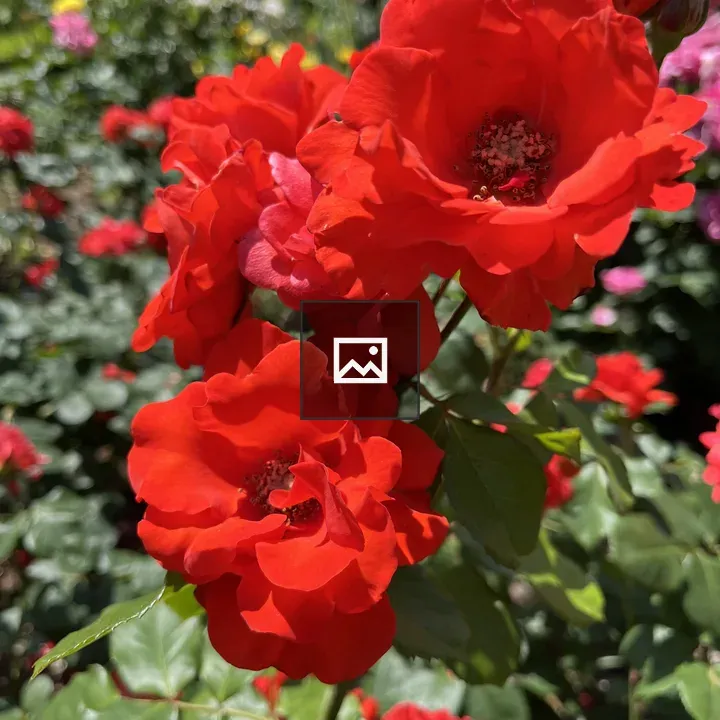Close-up Red Roses