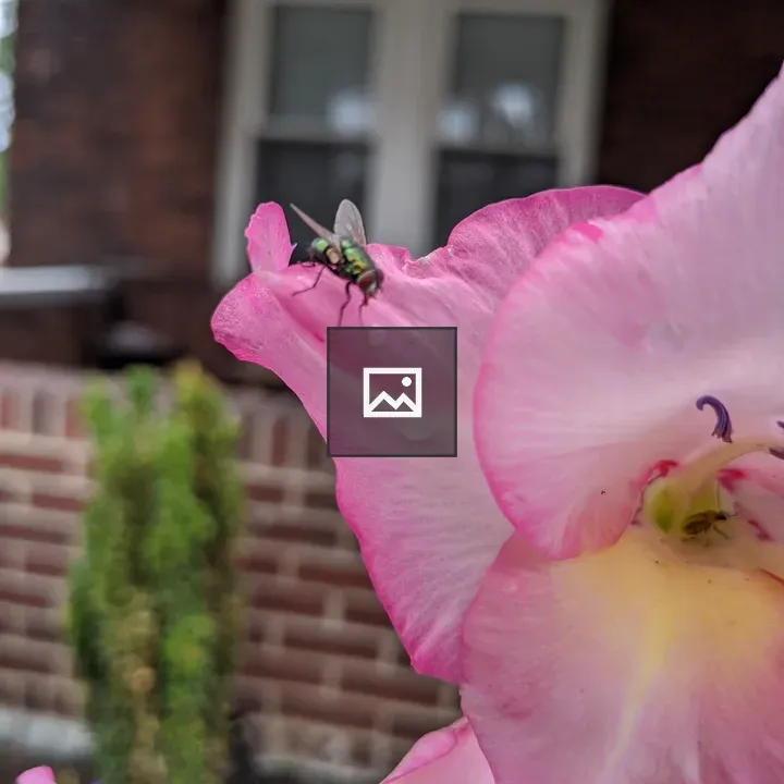 Pink flower with fly