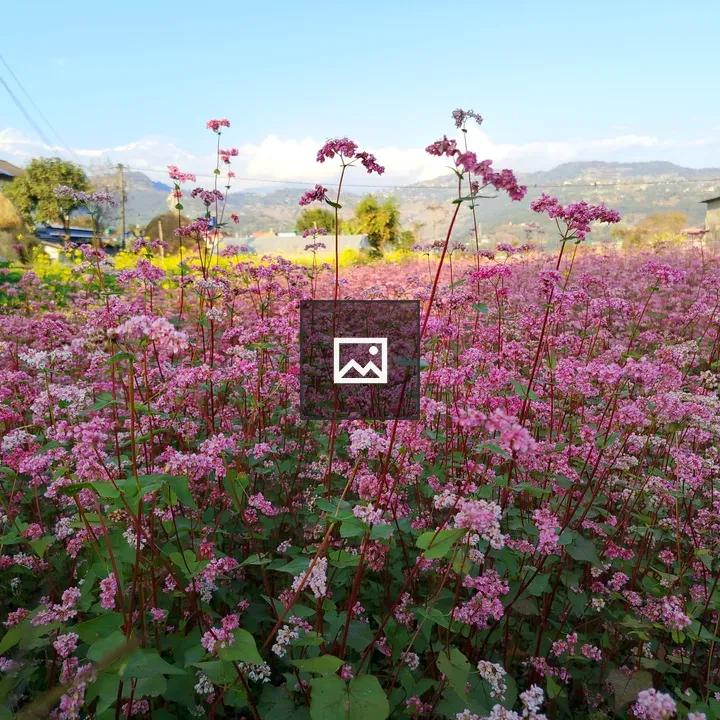 Flower Field with Pink and White Clusters