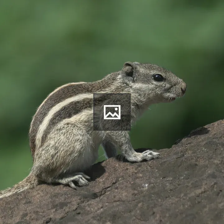 Striped gray-brown squirrel on rock