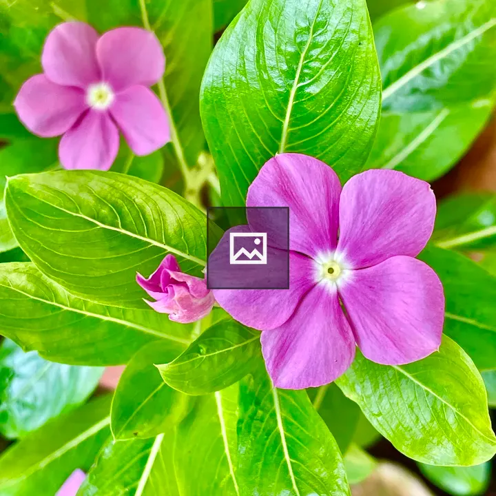 Catharanthus roseus flower