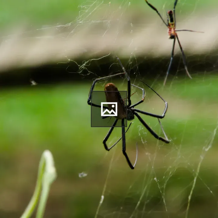 Two Spiders on Web in Uganda