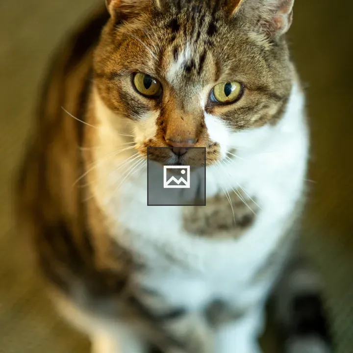 Adult male cat