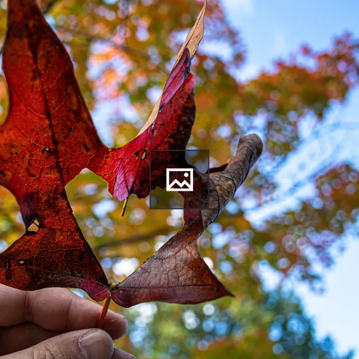Leaf with a heart cutout