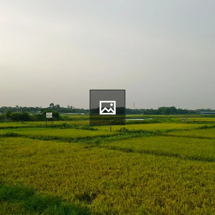 Green and yellow rice fields