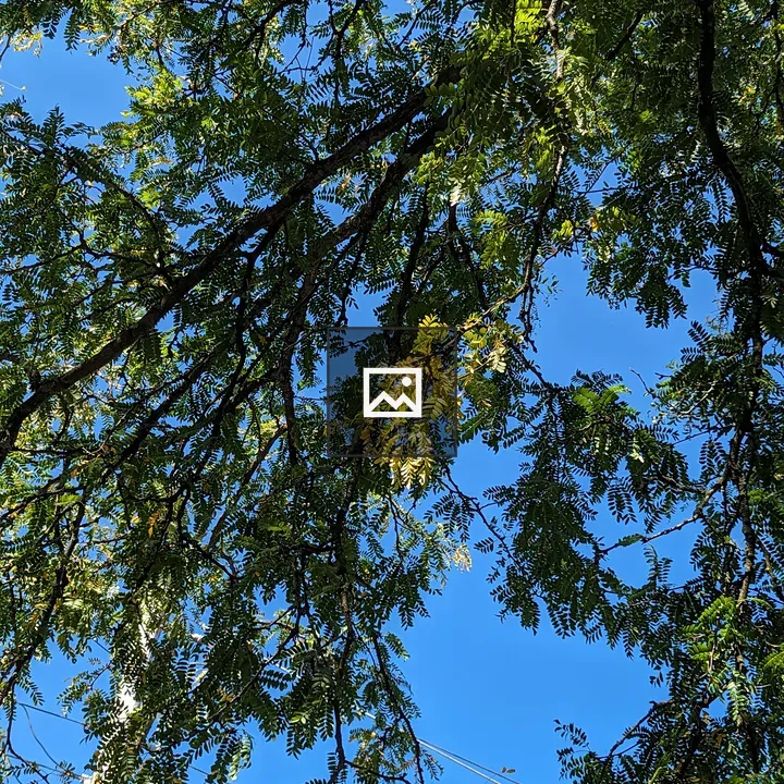 Blue Sky through Tree Leaves