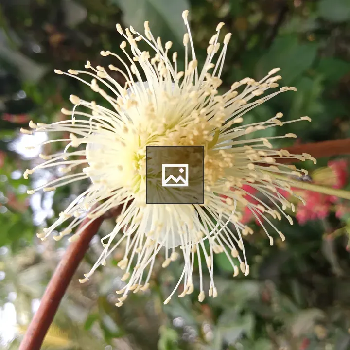Flower in Bhola, Bangladesh