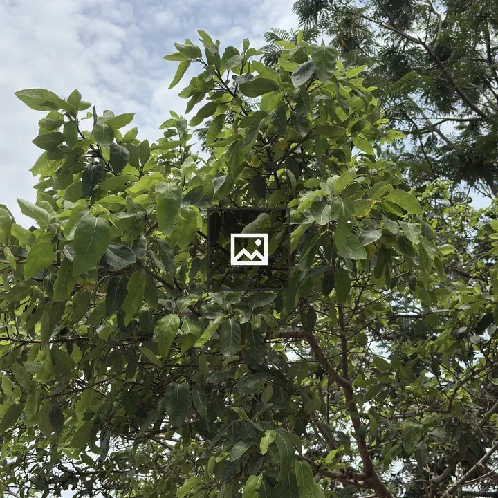 Close-up Leaves on Tree