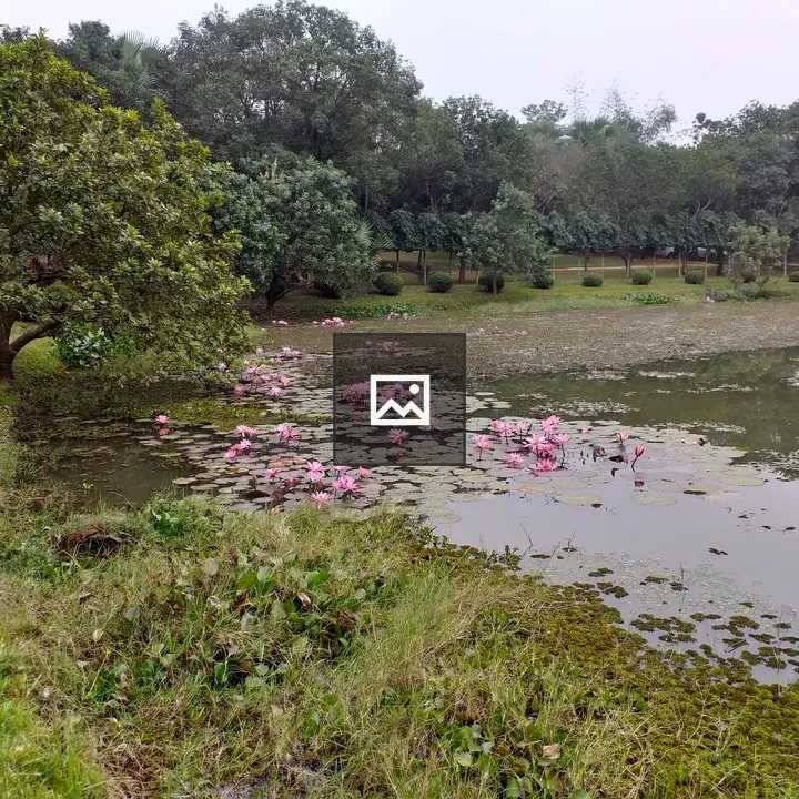Pond with Water Lilies and Trees