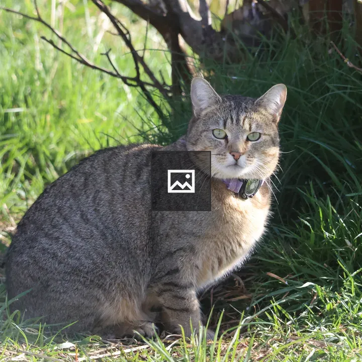 Striped cat with collar