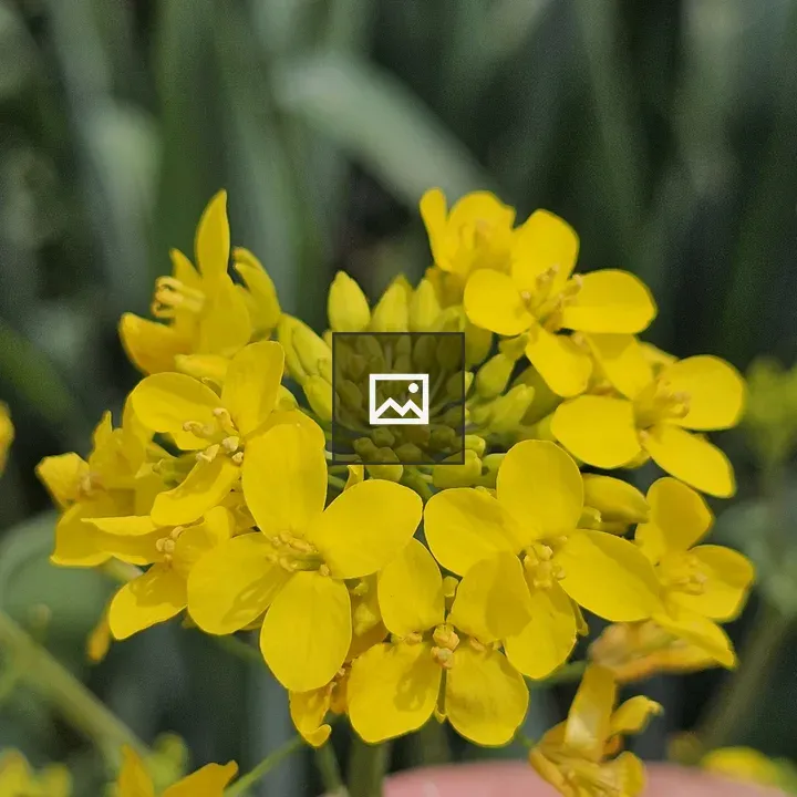 Close-up of yellow flower cluster