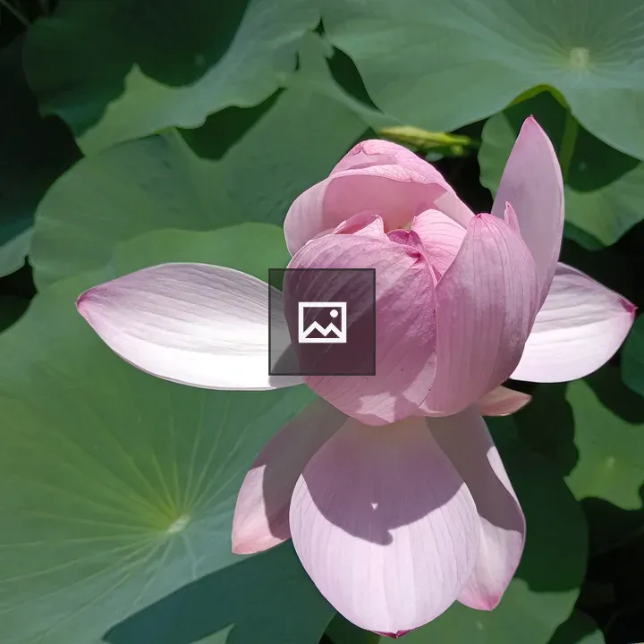 Pink lotus flower close-up