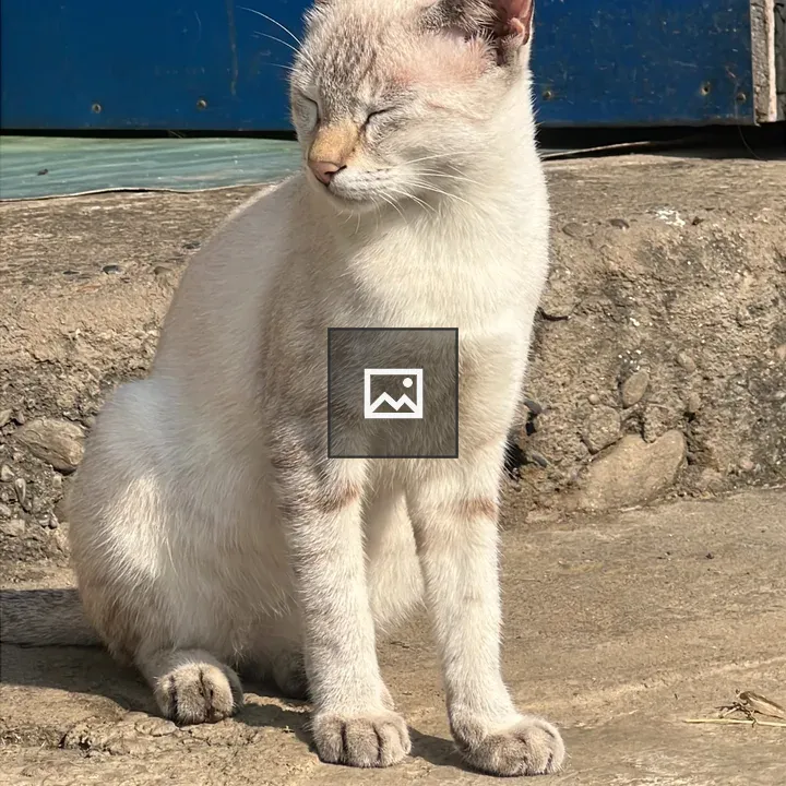 Light-colored cat on rocky surface