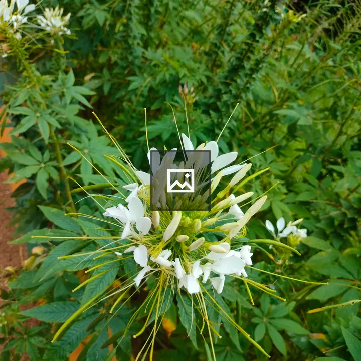 White spider flower