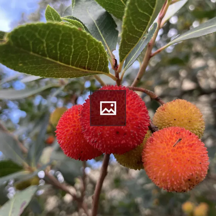 Arbutus andrachne Fruit