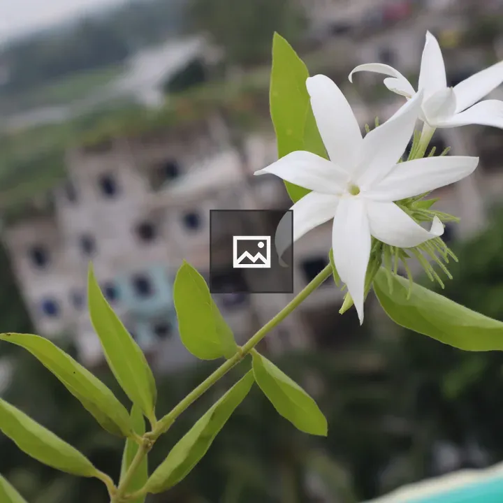 White jasmine close-up