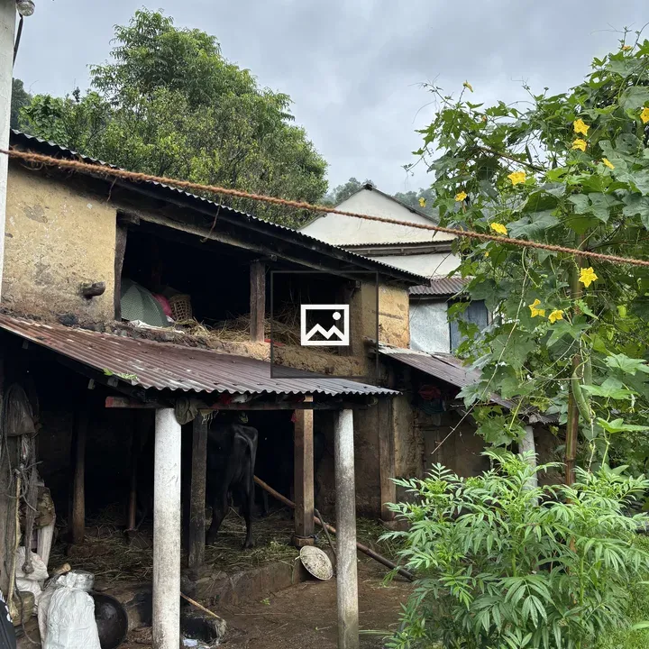 Rustic building with hay storage and buffalo