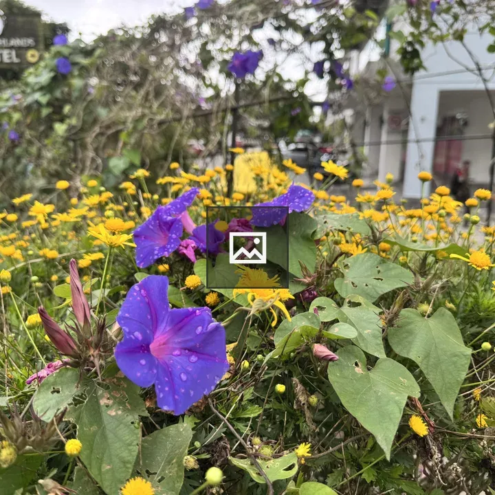 Morning glory garden bed