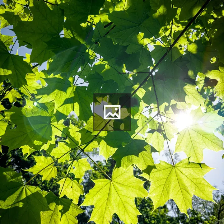 Maple Leaves Against Sky