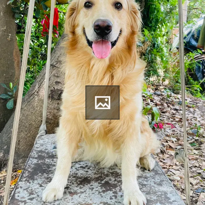 Golden Retriever on Rustic Swing