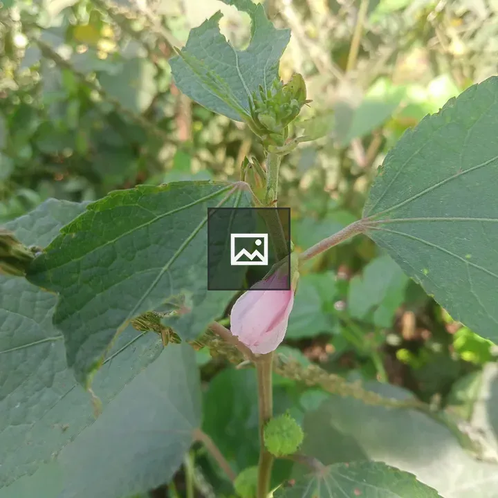 Flowering plant pink bud