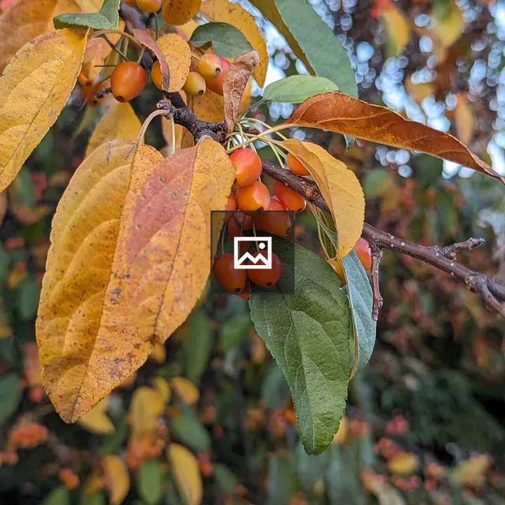 Orange leaves and red berries