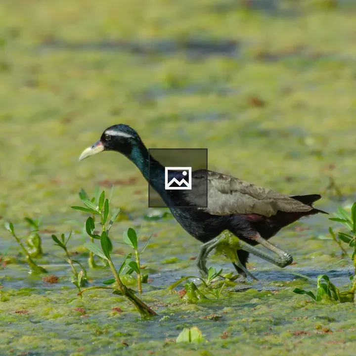 Bronze-winged Jacana in Wetland