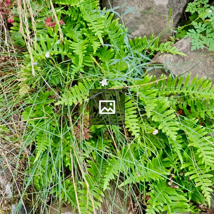 Cluster of ferns and grasses