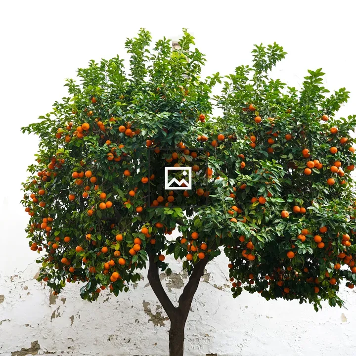 Small orange tree with fruit