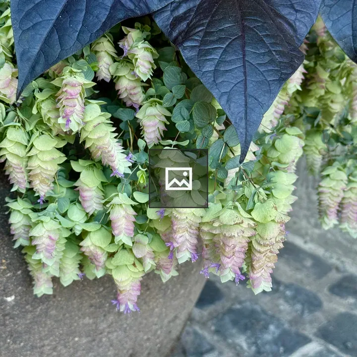 Planter with green and purple bracts