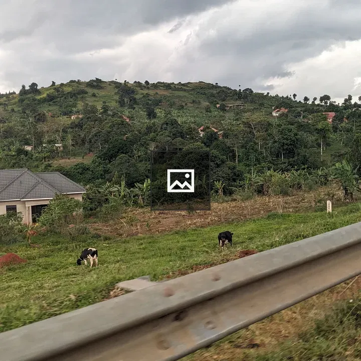 Cows in Ugandan Countryside