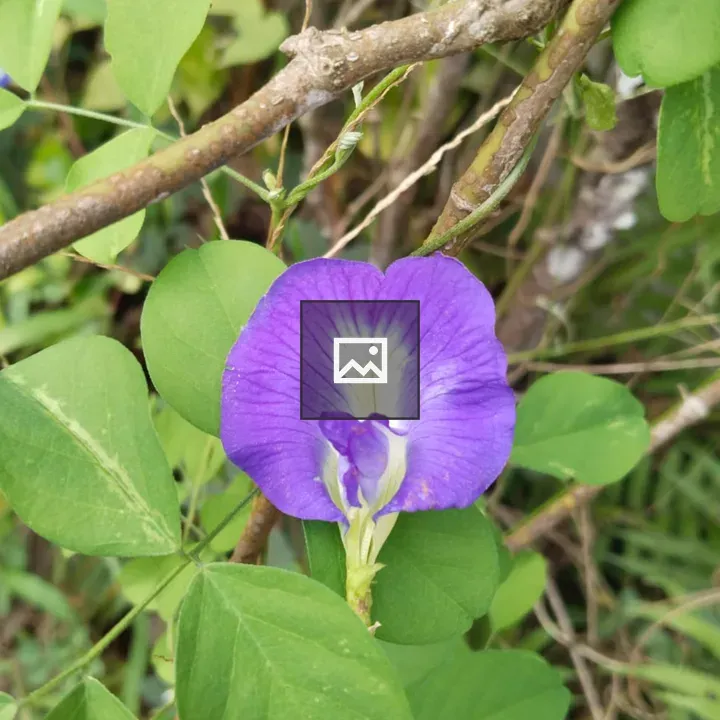 Purple butterfly pea flower