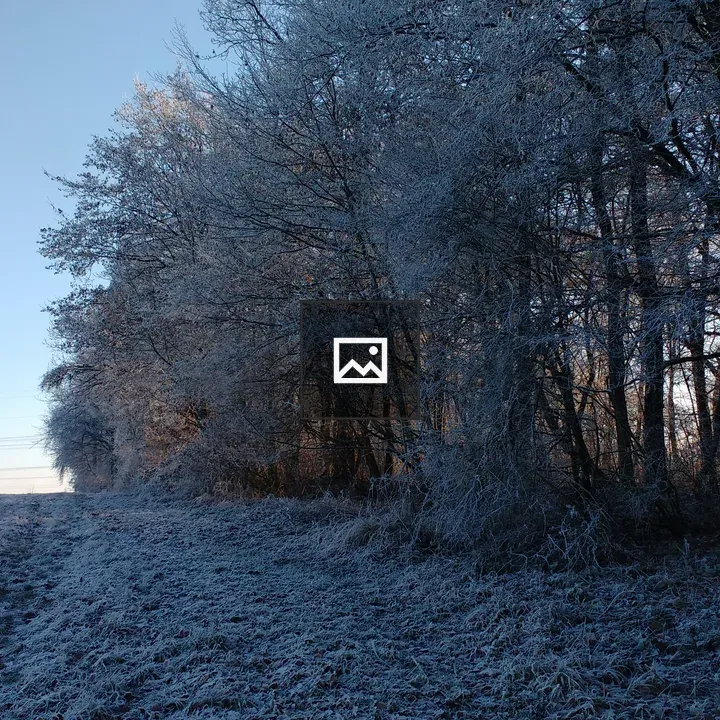 Winter forest scene