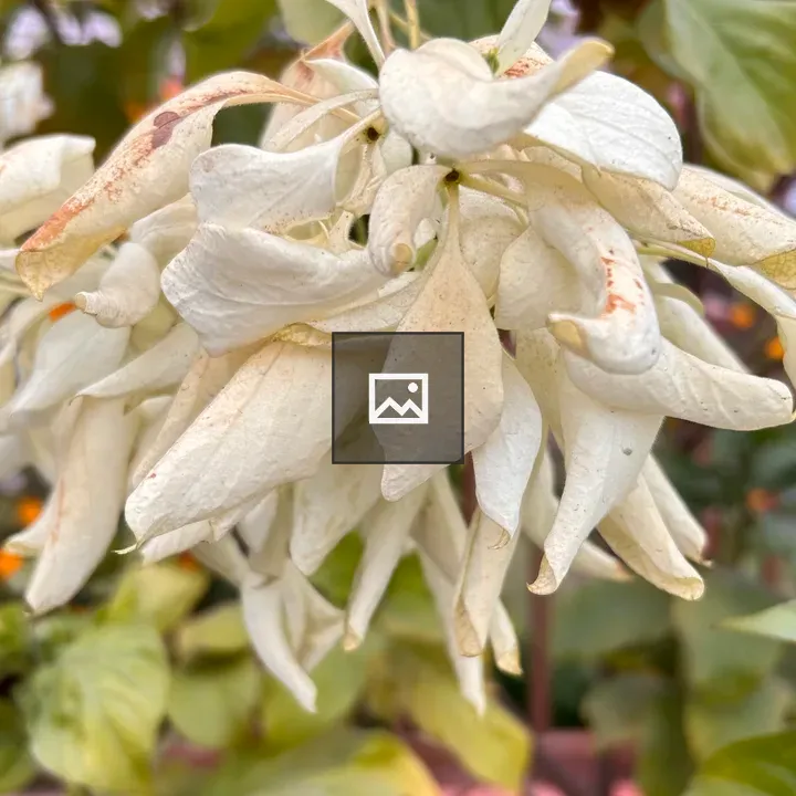 White blooms on green leaves
