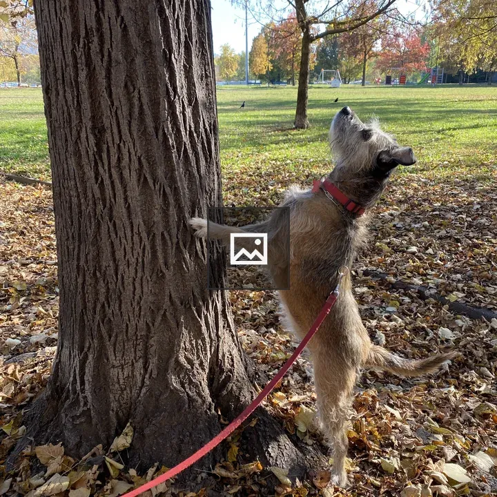 Dog Leaning on Tree