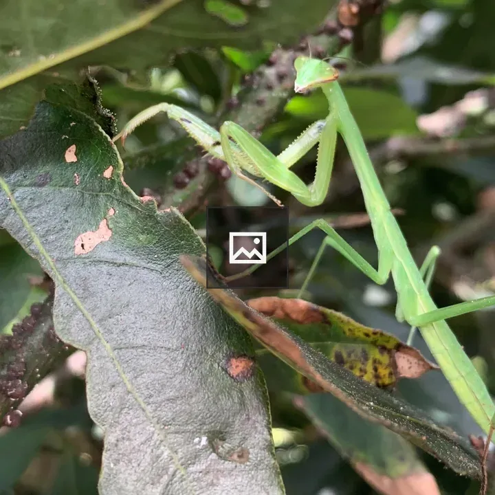 Green praying mantis among leaves