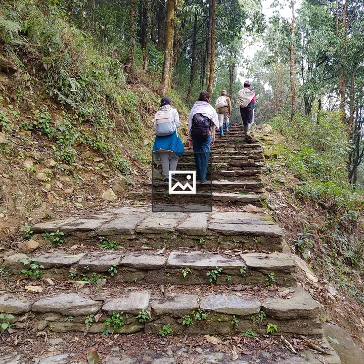 Four hikers on forest stairs